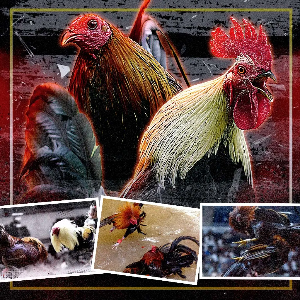 swerte99 online sabong featured image